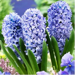 Гиацинт Delft Blue (x3) ,размер 14/15